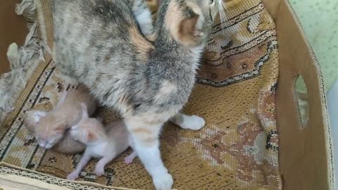 Young cats and mother