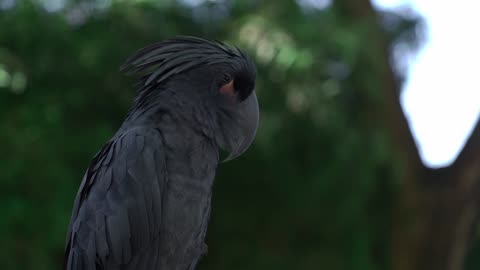 TheBlack Bird
