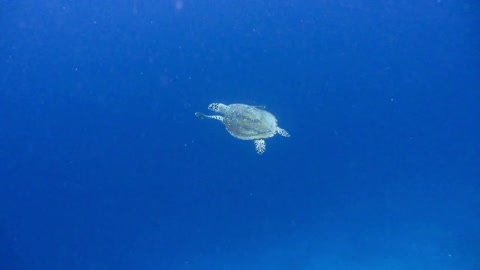 Hawksbill sea turtle swimming in open water. Raja Ampat Kri island, West Papua, Indonesia