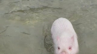 That Pig Can Swim