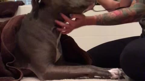 Pitbull loves the blow dryer!