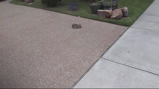 Bunny near the house