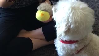 White fluffy dog puts paw on owners hand to get a carrot