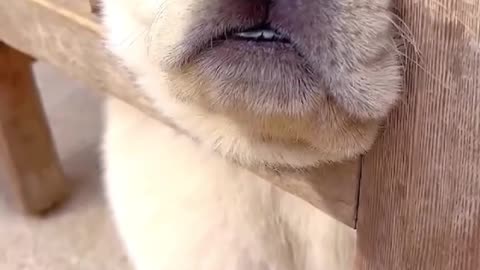 Funny dog ​​animal, very nice video, beautiful awesome