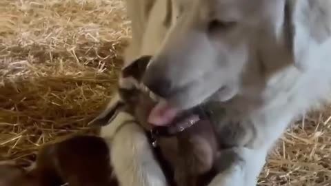 Dog loves baby goat..🐕🐾🐐😍
