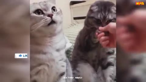Best Funny Animals Videos 😆 | Funny and Cute Cats 🐈 and Dogs 🐕
