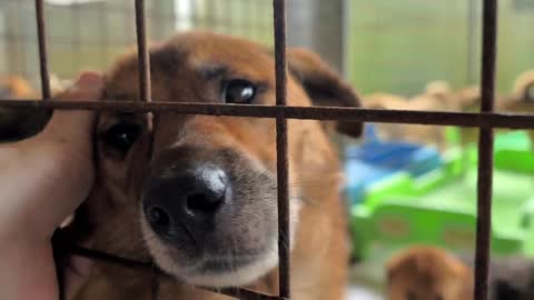 male hand petting caged stray dog in pet shelter. People, Animals