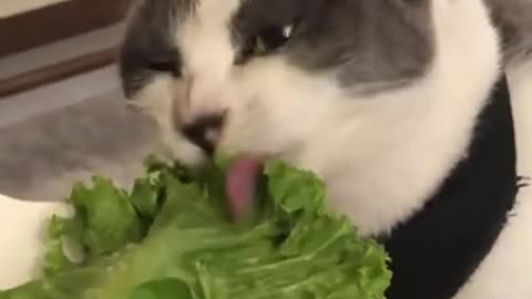 This cat loves lettuce