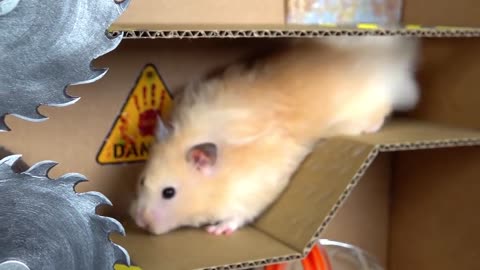 Hamster obstacle course