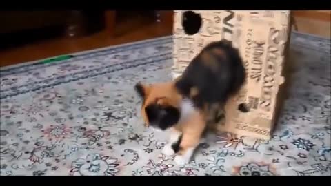 best cats funny videos 2022