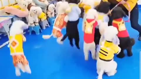 dogs jumping rope