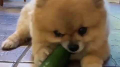 Funny cute baby dog eating cucumber