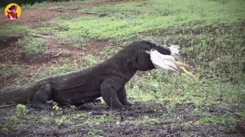 Komodo dragon eating dengerious