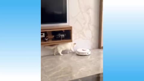Top funny cat video