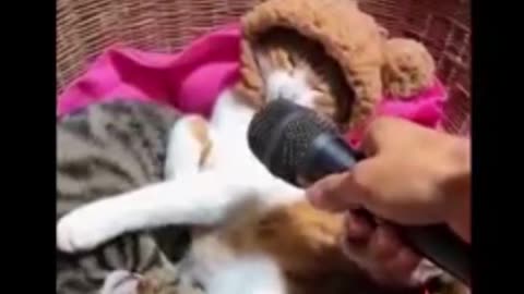 Cat and Dog funny videos