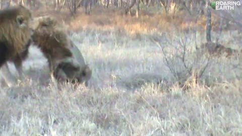 Buffalos Stop Lions Attacking Another Lion.