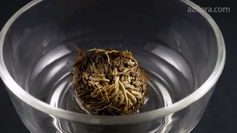 ROSE OF JERICHO - BACK TO LIFE IN 4 HOURS!