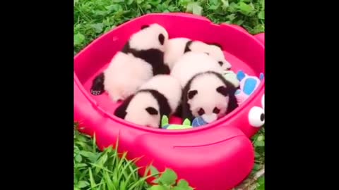 Cute baby panda playing compilation