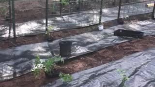 My garden layout and weed barrier