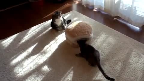 Funny cat and funny video