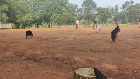 dog hand practice।। dog ko training kaise de।।dog comand potty