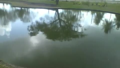 The lake at the science museum reflects the trees, the cars pass by on the street [Nature & Animals]