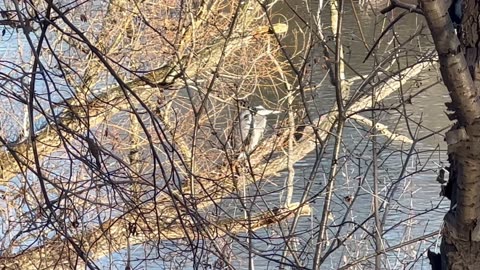 December Great Blue Heron Toronto Canada 🇨🇦