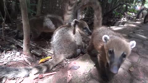 Brazilian Coatis Taking Care Of An Itch