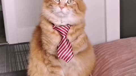 OMG cats are wearing tie