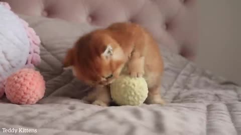 Beautiful kitten playing on bed