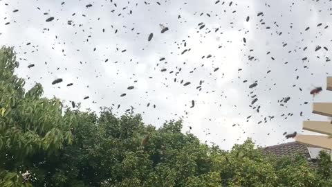 Giant Bee Swarm