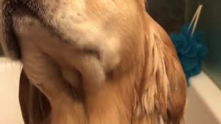 Labrador washes head in shower dog