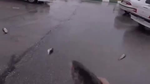 Raining Fish In Dubai