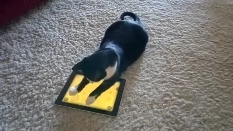 IPad game for cats!