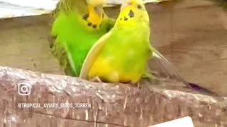 Lovely pair of budgies #birds #nature #animals #bird