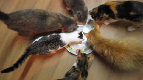 Adorable cats attempt to eat invisible tuna