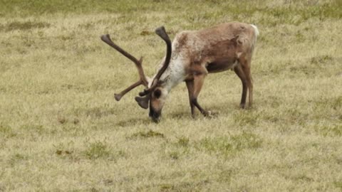 Bull Caribou Scratches Back Paw with Antler