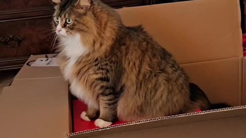 Dad's New Shoes (Featuring Petunia The Norwegian Forest Cat)