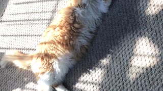 Lazy Kitty Plays With Ball Toy