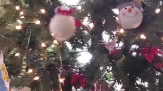cat climbs all over decorated christmas tree - cat climbing christmas tree | christmas tree cat