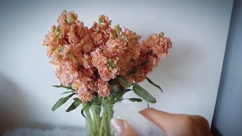 How to Condition Matthiola _ Stock Flowers