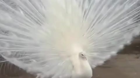 White peacock's adorable dance