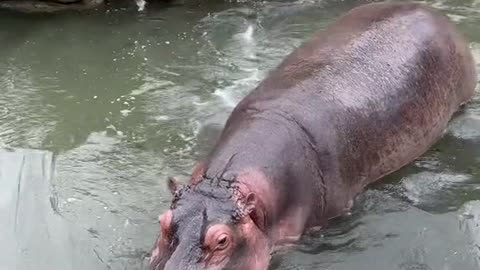 A hippopotamus