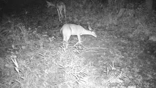 Doe and Button Buck September 2021