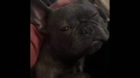Grumpy Bulldog refuses to wake up