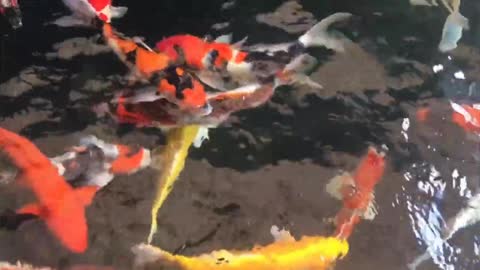 most beautiful koi fish in the world_fish video_koi fish #Latest Nature Video