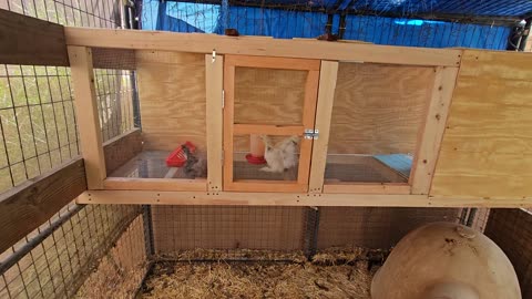 The new cage for the #quails