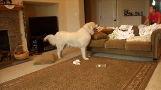Great Pyrenees Dog Chases Down Her Prey For Fun