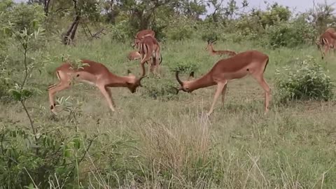 Impala Rams Fighting