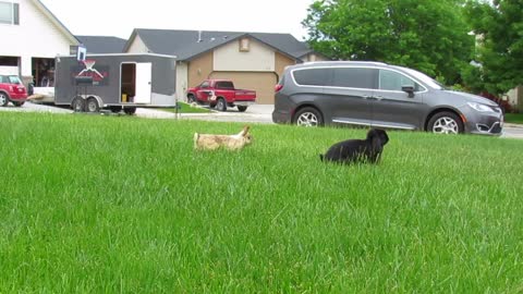 Bunny video of Sweet Thing and Snowball